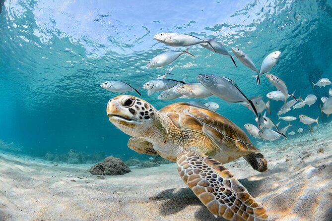 Private Aquafari Tour in Curaçao from Willemstad - Who Will Love This Tour?