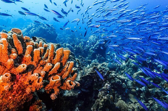 Private Aquafari Tour in Curaçao from Willemstad - FAQ