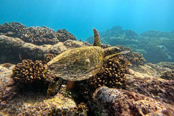 Private Arch and Snorkeling Tour in Cabo San Lucas with Photos - Frequently Asked Questions