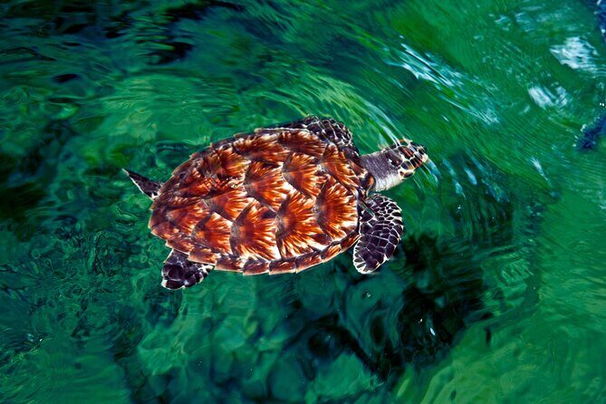 Private Arrival Transfer - Nadi Airport to Wyndham Resort - Authentic Experiences & Local Flavor