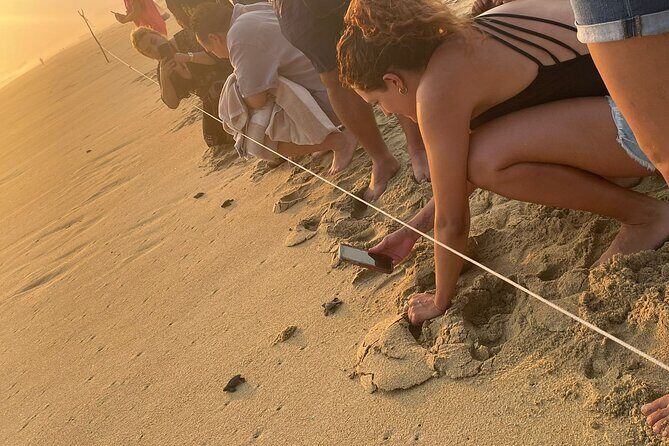 Private Baby Sea Turtle Release Huatulco HT - Key Points