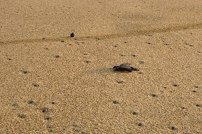 Private Baby Sea Turtle Release Huatulco HT - Final Thoughts: Is It Worth It?