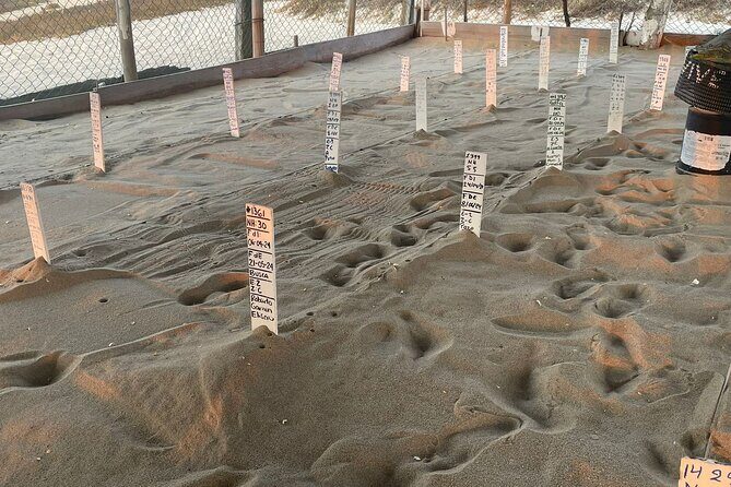 Private Baby Sea Turtle Release Huatulco HT - FAQs