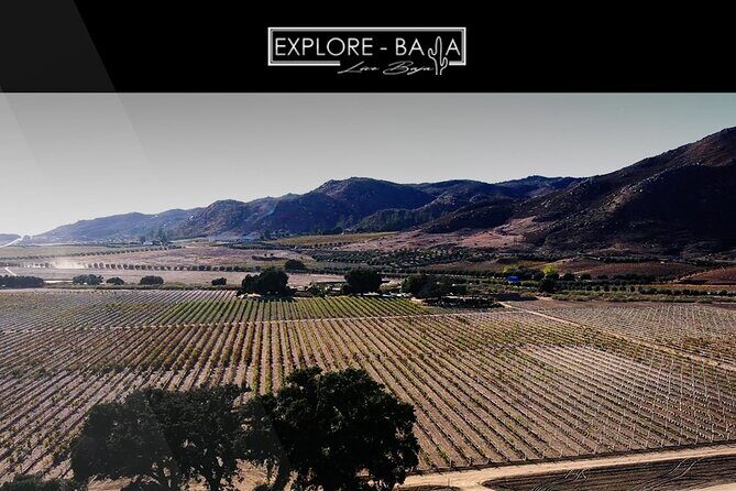 PRIVATE BAJA WINERIES EXPERIENCE (Transportation,concierge,custom schedule) - An In-Depth Look at the Baja Wineries Experience