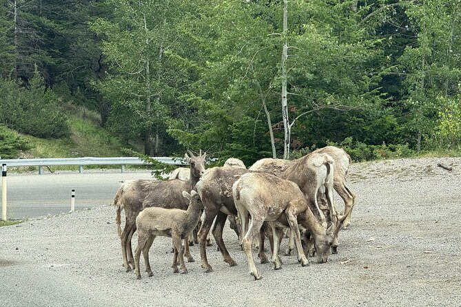 Private Banff Day Tour Lake Minnewanka and Lake Louise and more - Value For Money