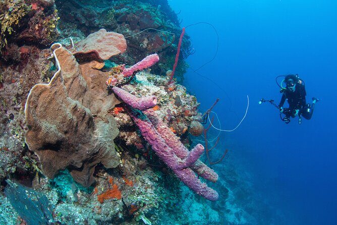 Private Bayahibe 3 Tank Diving with Lunch from Punta Cana - Final Thoughts: Who Will Love This Tour?