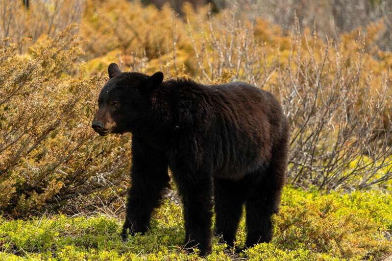 PRIVATE: Bear Country Hiking Tour - 4H Adventure - An Authentic Rocky Mountain Experience