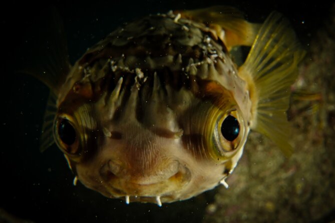 Private Beginner Scuba Diving Experience in Cabo San Lucas - Booking Process