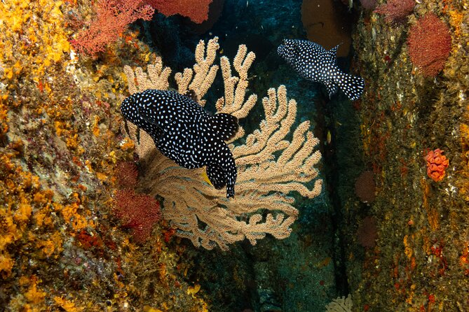 Private Beginner Scuba Diving Experience in Cabo San Lucas - Pricing Details