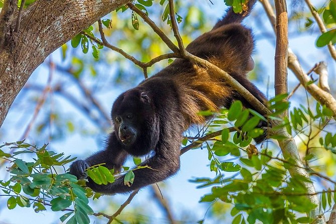 Private Belize Cave Tubing & Howler Monkey Sanctuary Combo Tour With Lunch - Scenic Drive With Private Guide