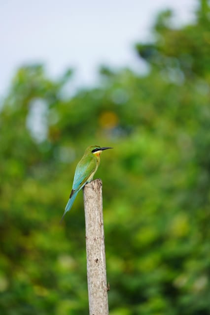 Private Bentota River Safari Tour With Pickup - Inclusions