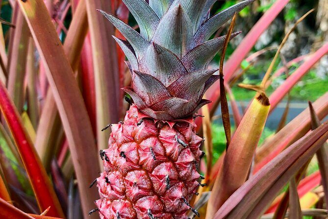 Private Big Island: History & Local Market Tour (Up to 12) - Final Thoughts