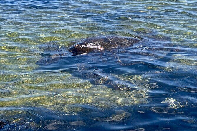 Private Big Island: History & Local Market Tour (Up to 12) - FAQ