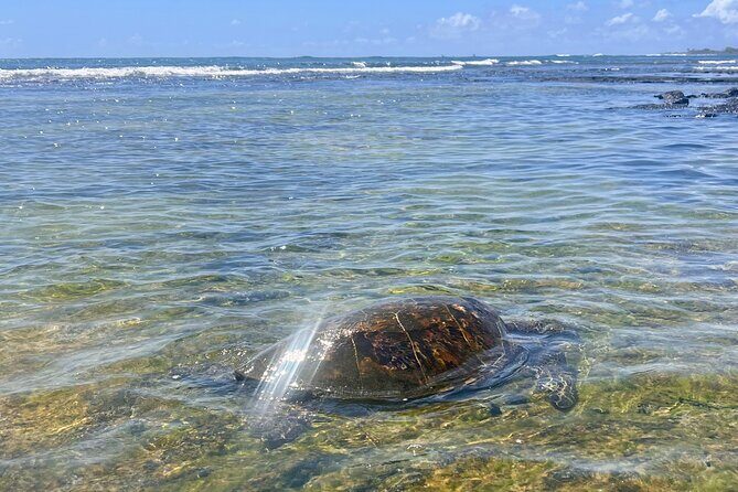 Private Big Island: History & Local Shopping Tour - FAQ