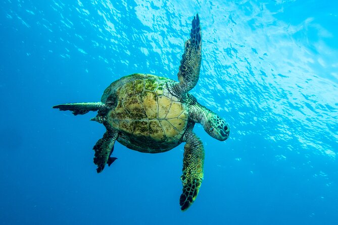 Private Big Island Snorkeling - Marine Life Encounters
