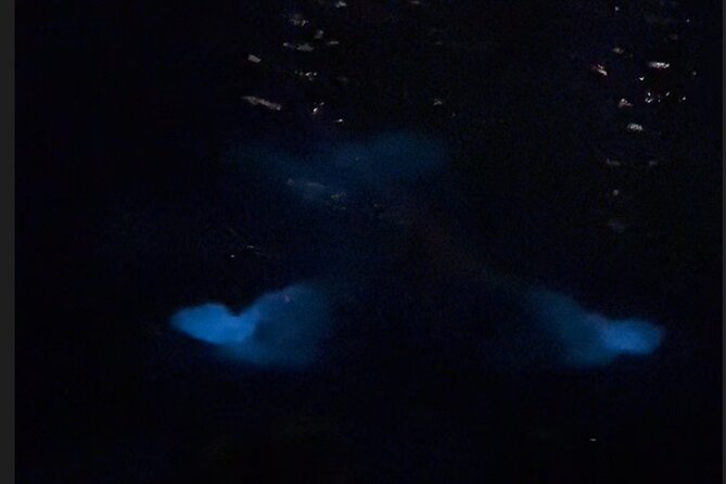 Private: Bioluminescence Tour - Tour Highlights and Experience