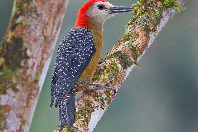 Private Bird Watching Tour in Kingston Jamaica With Lunch - Key Points