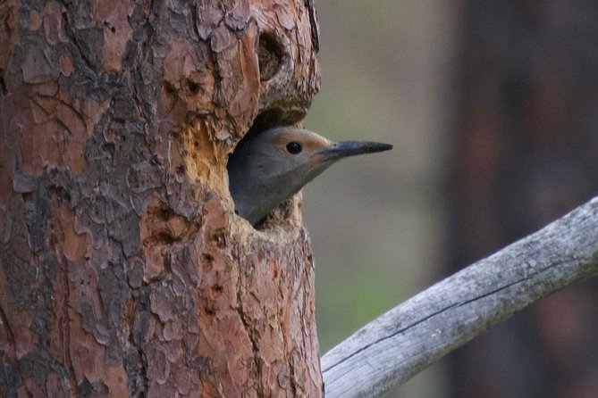 Private Birdwatching Activity in Penticton - Reviews and Ratings