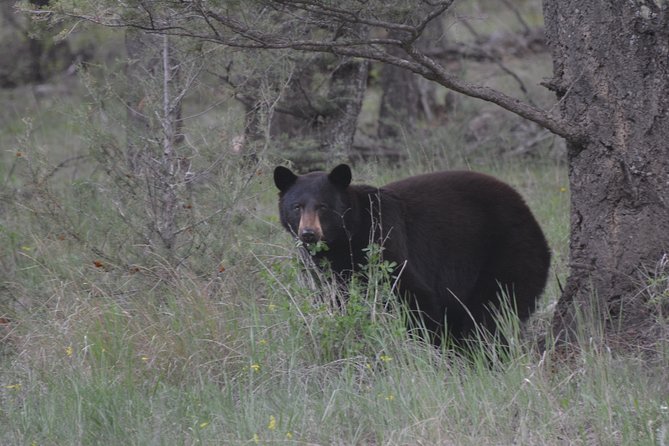 Private Birdwatching Activity in Penticton - Booking and Confirmation