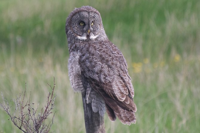 Private Birdwatching Activity in Penticton - Binoculars and Cameras