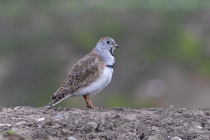 Private Birdwatching and Photography in Lomas De Lachay - Birdwatching and Photography Experience