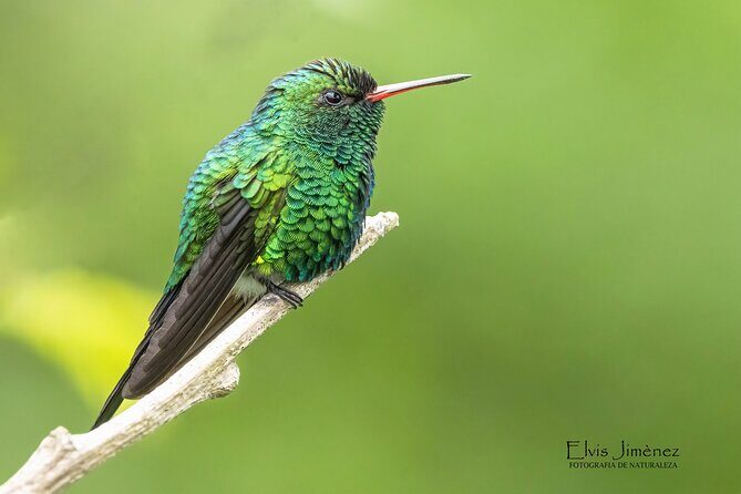 Private Birdwatching Tour with a Guide in Cozumel - Exploring the Birdlife of Cozumel: A Guide to the Private Birdwatching Tour