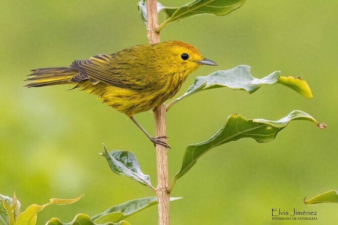 Private Birdwatching Tour with a Guide in Cozumel - Who Should Consider This Tour?
