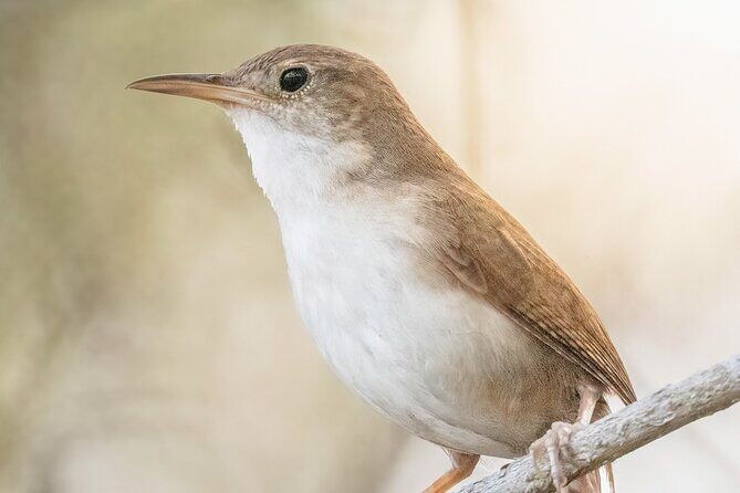 Private Birdwatching Tour with a Guide in Cozumel - FAQs