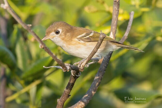 Private Birdwatching Tour with a Guide in Cozumel - Final Thoughts