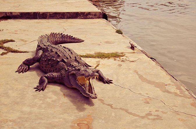 Private Black River Safari Tour from Montego Bay - FAQ About the Black River Safari Tour