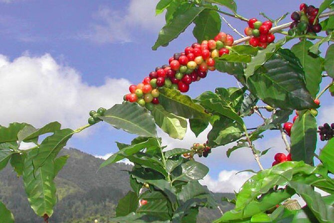 Private Blue Mountain tour from Ocho Rios - What to Expect on the Tour