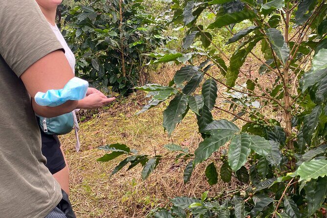 Private Blue Mountain tour from Ocho Rios - Who Should Consider This Tour?