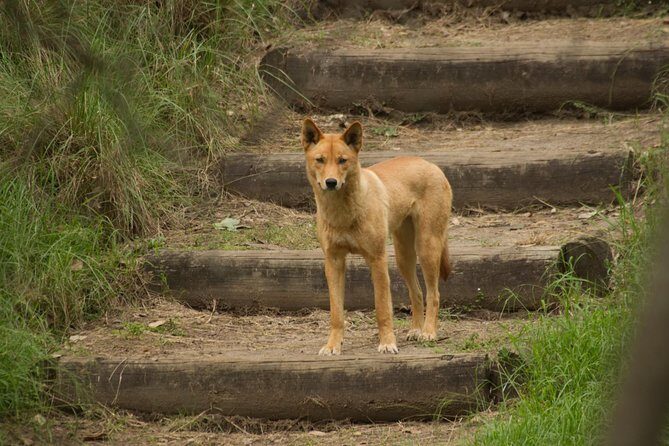 Private Blue Mountains Insider Tour from Sydney - FAQ