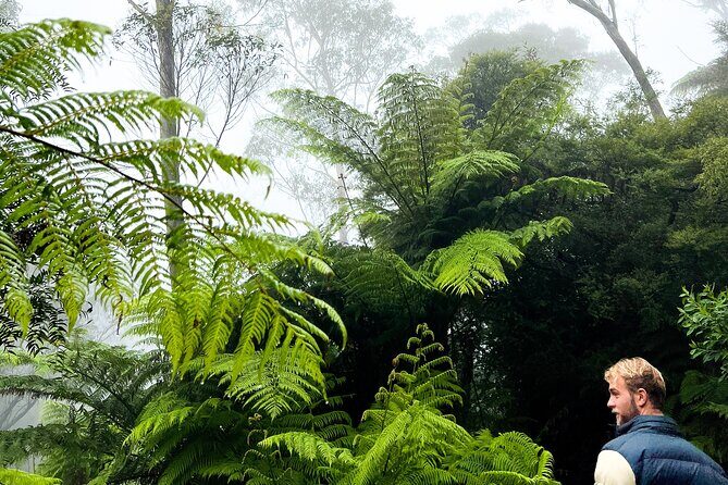 Private Blue Mountains Tour | Waterfalls, Koalas & Views - Who Will Love This Tour?