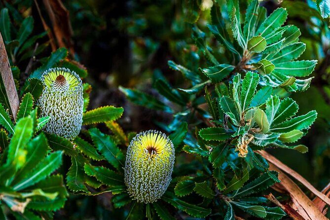 PRIVATE Blue Mountains Wilderness & Wildlife Late Start Tour - Final Thoughts: Who Will Love This Tour?