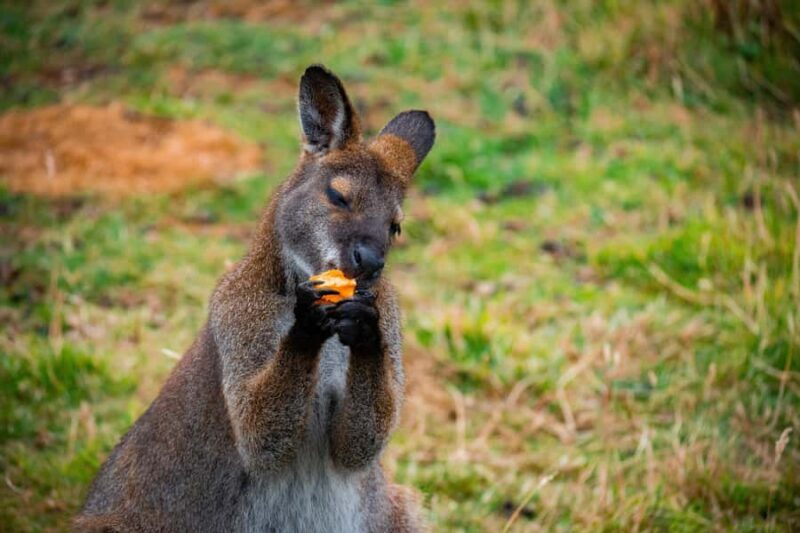 Private BlueMountains, ScenicWorld & AustralianWildlife Tour - Practical Details and Tips