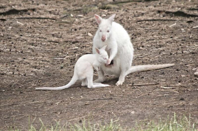 Private BlueMountains, ScenicWorld & AustralianWildlife Tour - What Some Travelers Are Saying