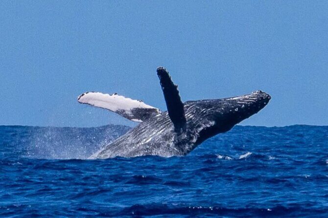 Private Boat Charter North Shore Oahu - The Sum Up: Is It Worth It?