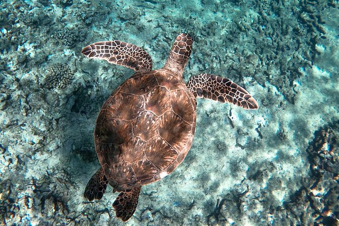 Private Boat Cruise of Waikiki! Snorkel, Sightseeing, Sea Life! - Participation Guidelines and Restrictions