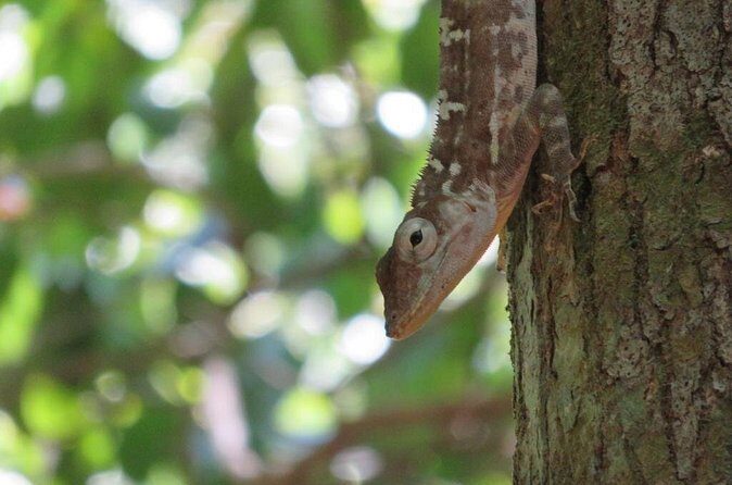 Private Boat Nature Tour of Los Haitises National Park - Frequently Asked Questions