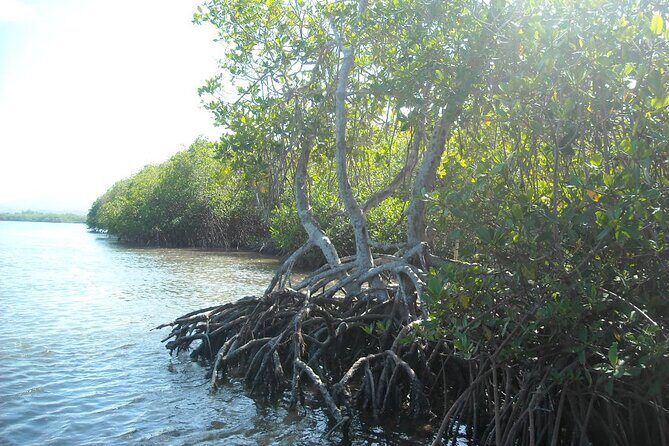 Private Boat Nature Tour of Saona Island - Final Thoughts