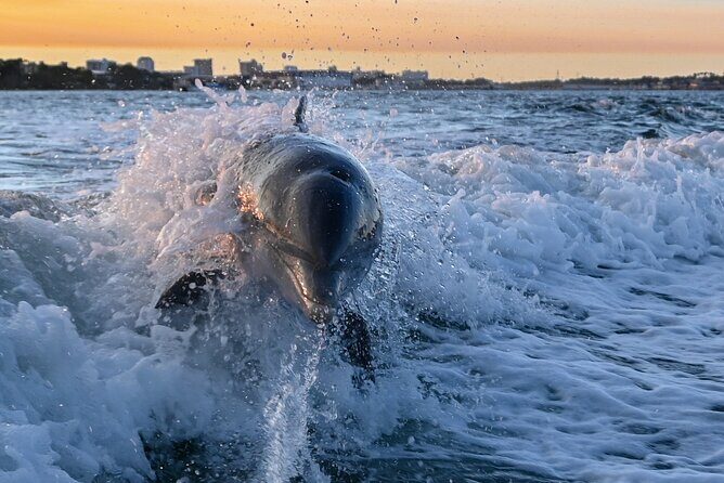 Private Boat Tour Dolphins Sunsets Shell Island and Snorkeling - Key Points