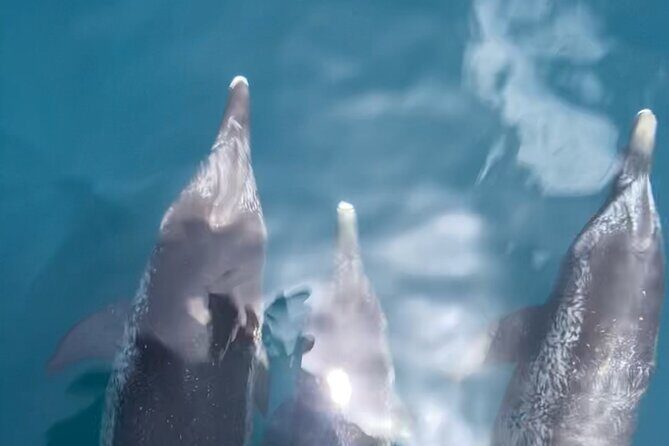 Private Boat Tour Dolphins Sunsets Shell Island and Snorkeling - Authentic Encounters and Why They Matter