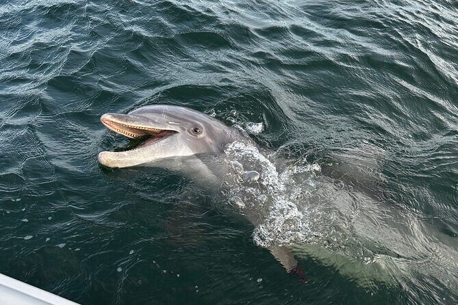 Private Boat Tour Dolphins Sunsets Shell Island and Snorkeling - The Sum Up