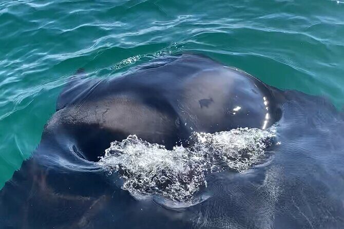 Private Boat Tour Dolphins Sunsets Shell Island and Snorkeling - FAQs