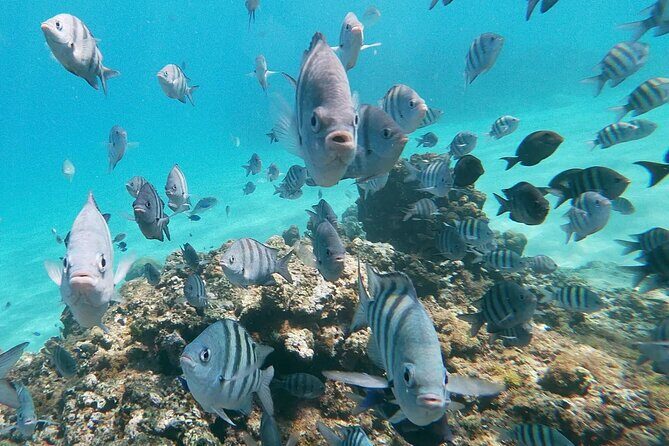 Private boat tour from Taino Bay and Amber Cove Passengers - Key Points  