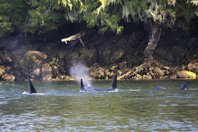 Private Boat Tour of Misty Fjords from Ketchikan - Who Should Consider This Tour?