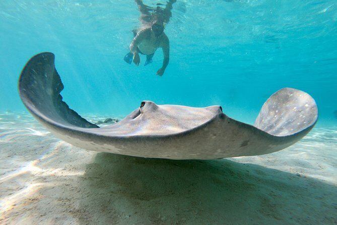 Private Boat Tour of Moorea Lagoon - Final Thoughts