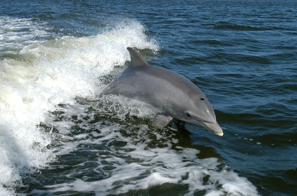 Private Boat Tour, Sunset Cruise, Island Hopping and More! - Dolphin Watching Experiences