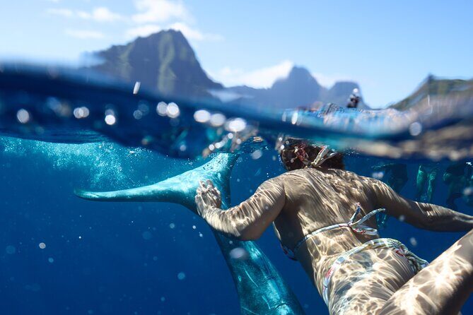 Private boat tour to swim with whales and sharks - Final Thoughts: Is It Worth It?